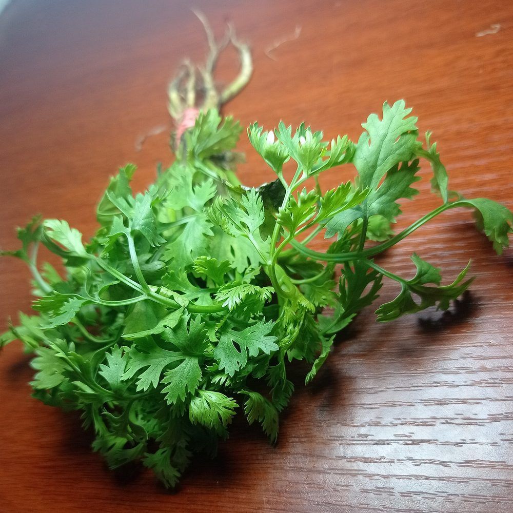 Parsley plant: Apiaceae crop profile photo
