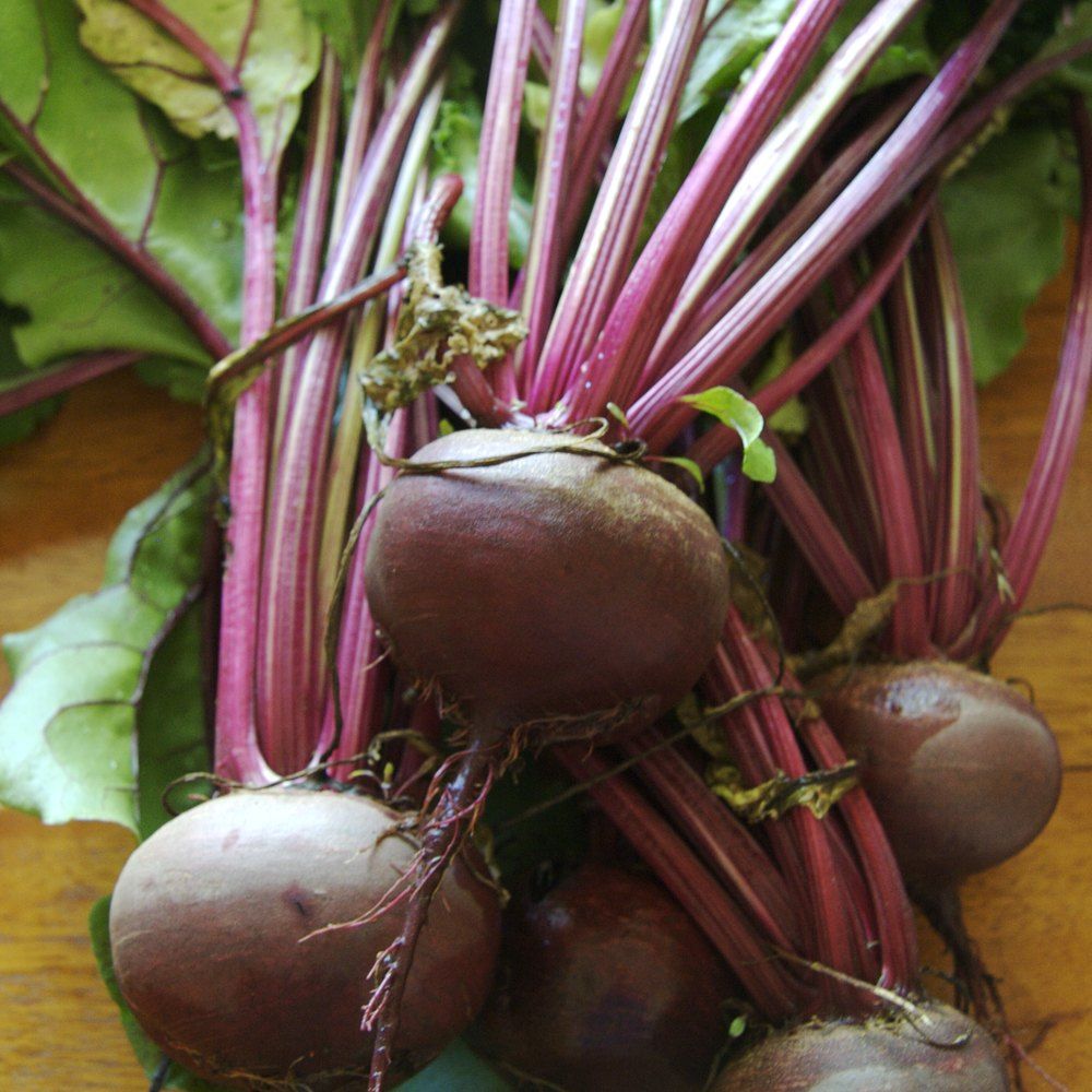 Beet plant: Amaranthaceae crop profile photo