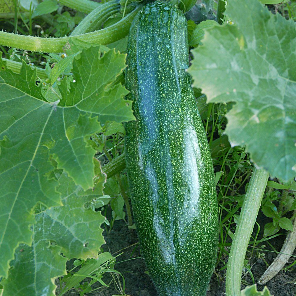 Zucchini plant: Cucurbitaceae crop profile photo