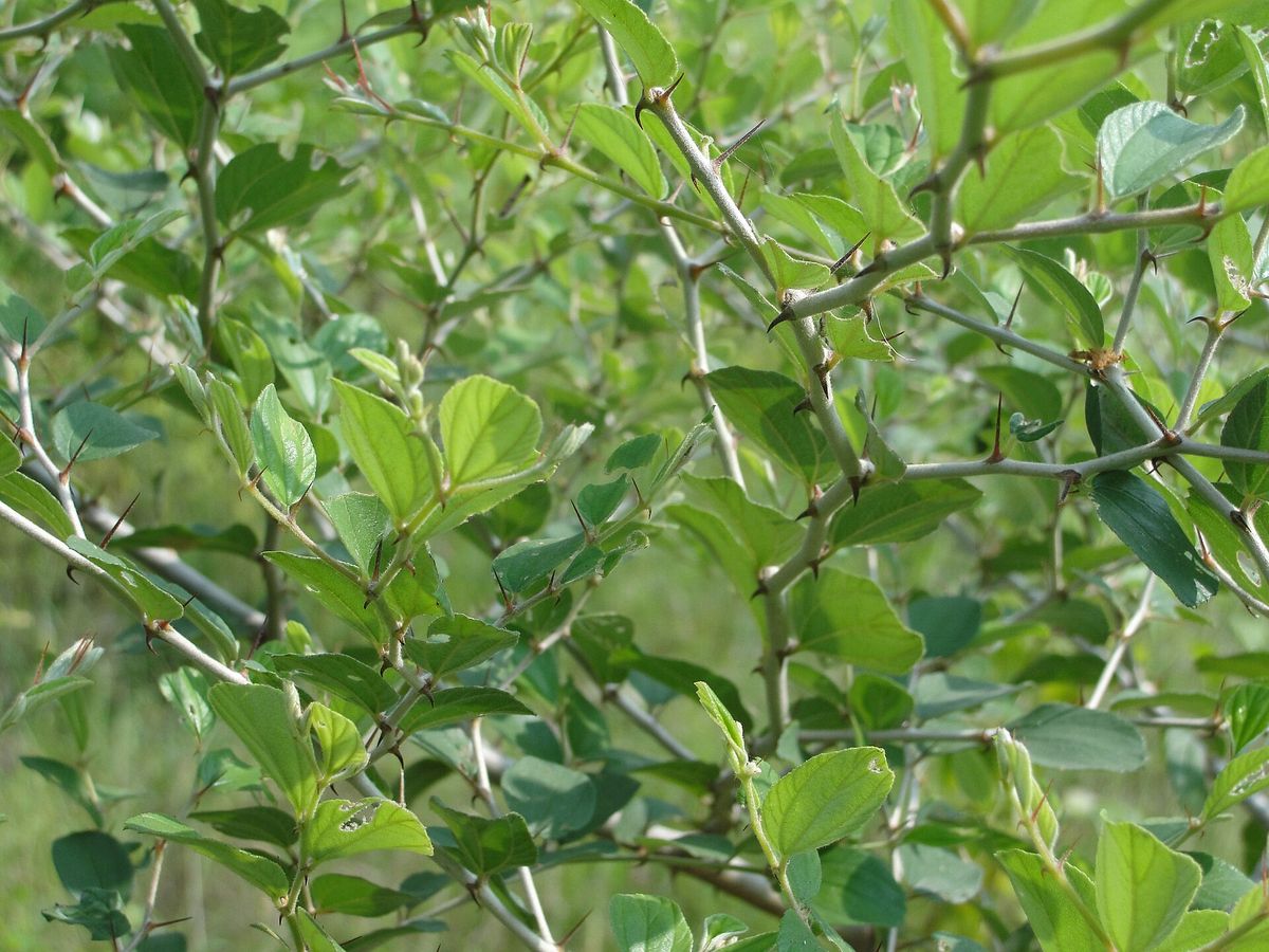 Jujube (Chinese Date) plant: Rhamnaceae crop profile photo