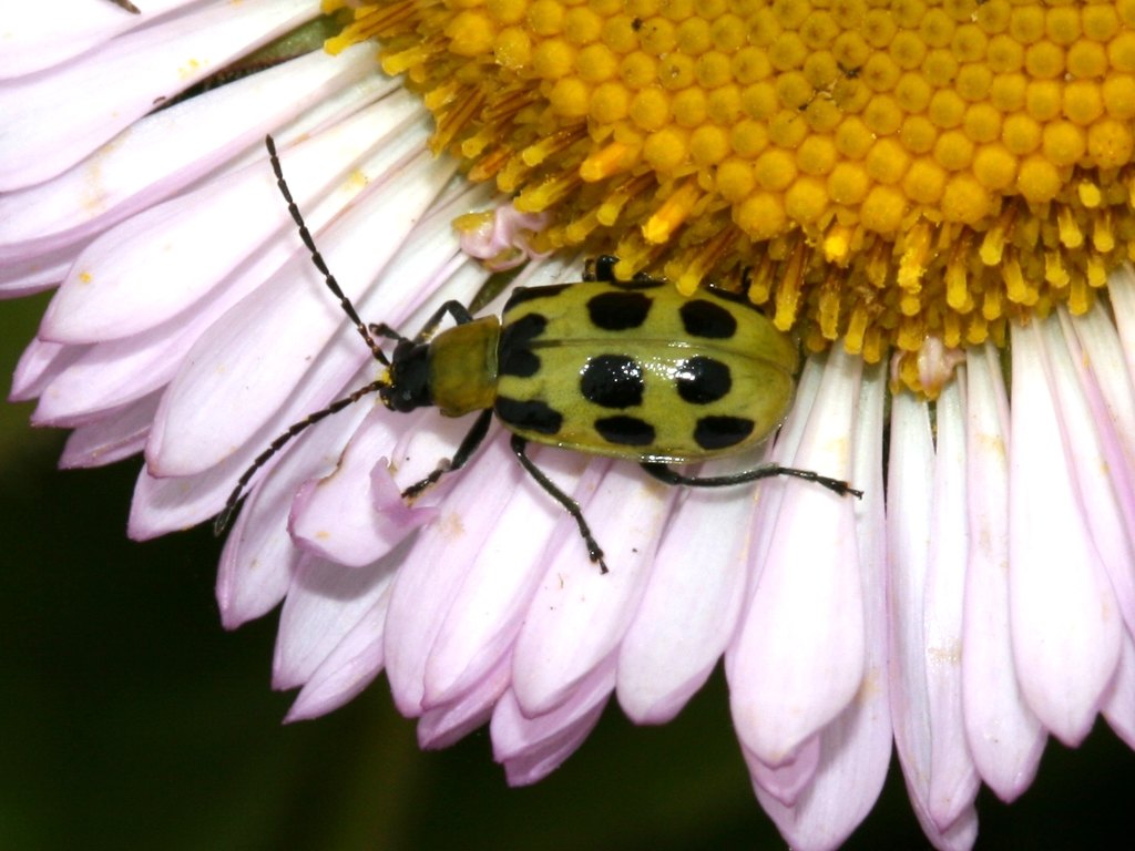 Photograph of cucumber beetle: garden pest identification
