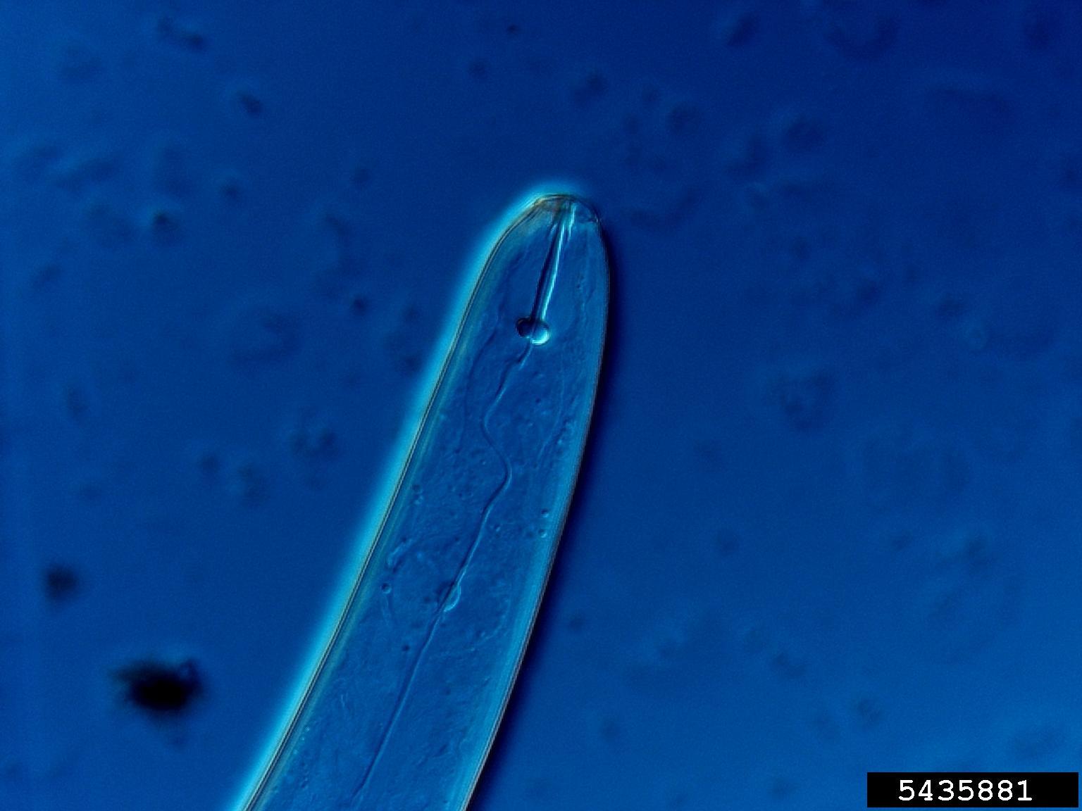 Lesion nematode symptoms