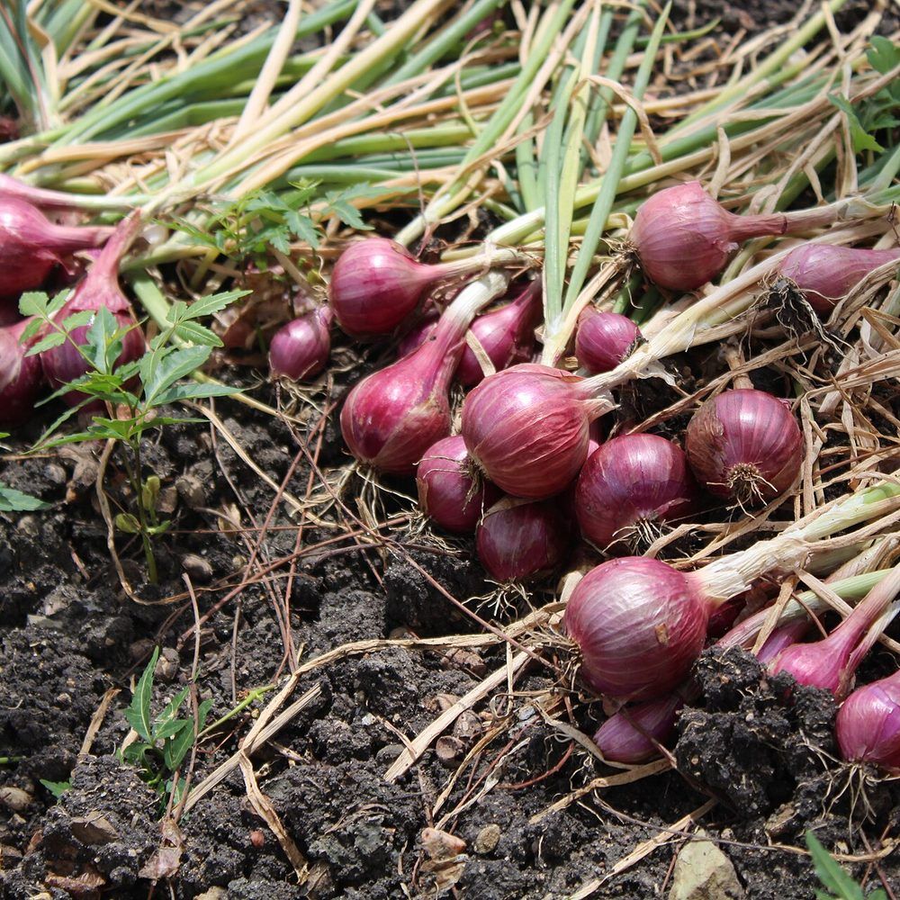 Onion plant: Amaryllidaceae crop profile photo