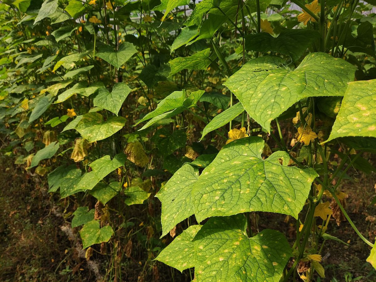 Photograph of downy mildew (cucurbit) symptoms used for plant disease identification