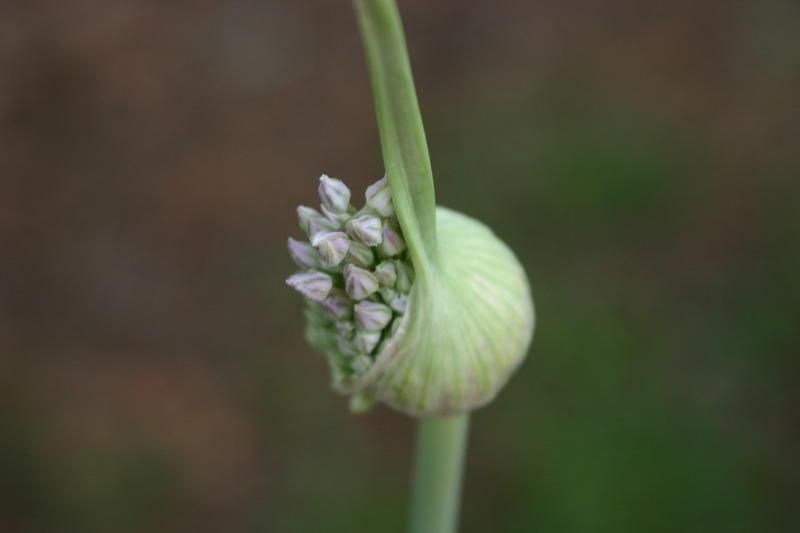 Elephant Garlic plant: Amaryllidaceae crop profile photo