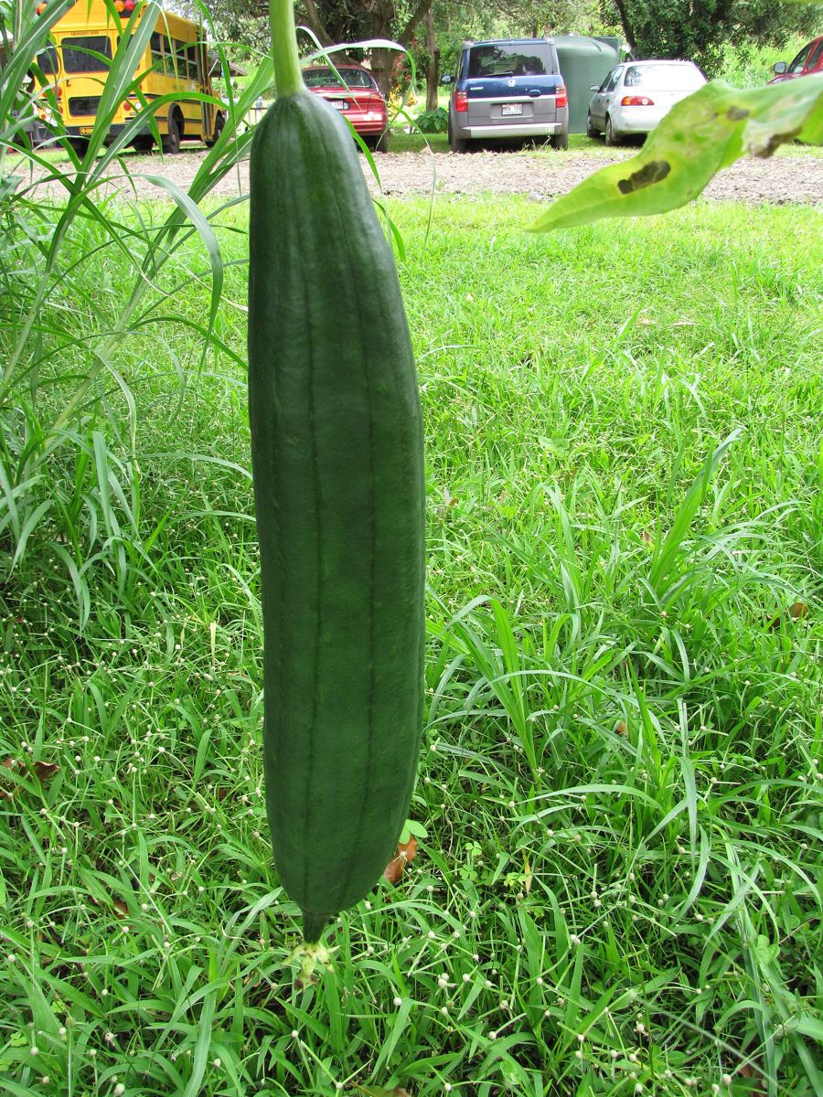Luffa (Vegetable Sponge Gourd) growing. Photo for the luffa (vegetable sponge gourd) growing guide