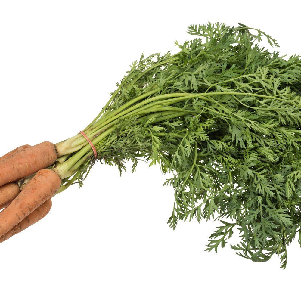 Carrot plant: Apiaceae crop profile photo