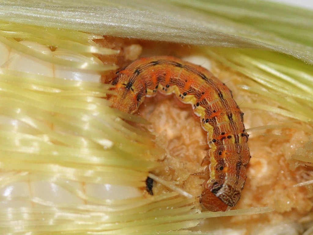 Close-up photo of corn earworm used for garden pest identification