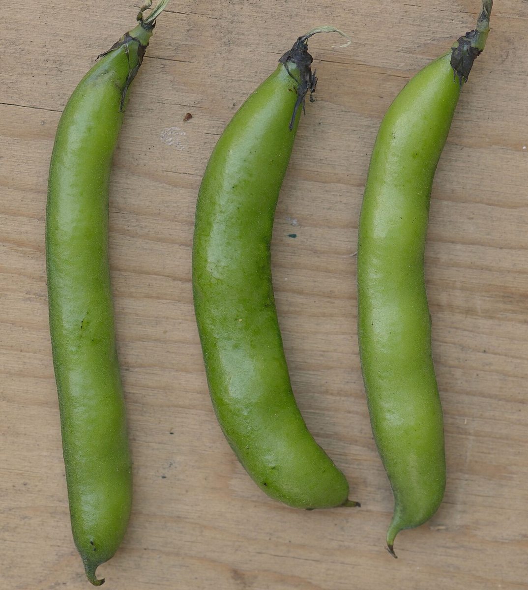 Fava Bean growing. Photo for the fava bean growing guide