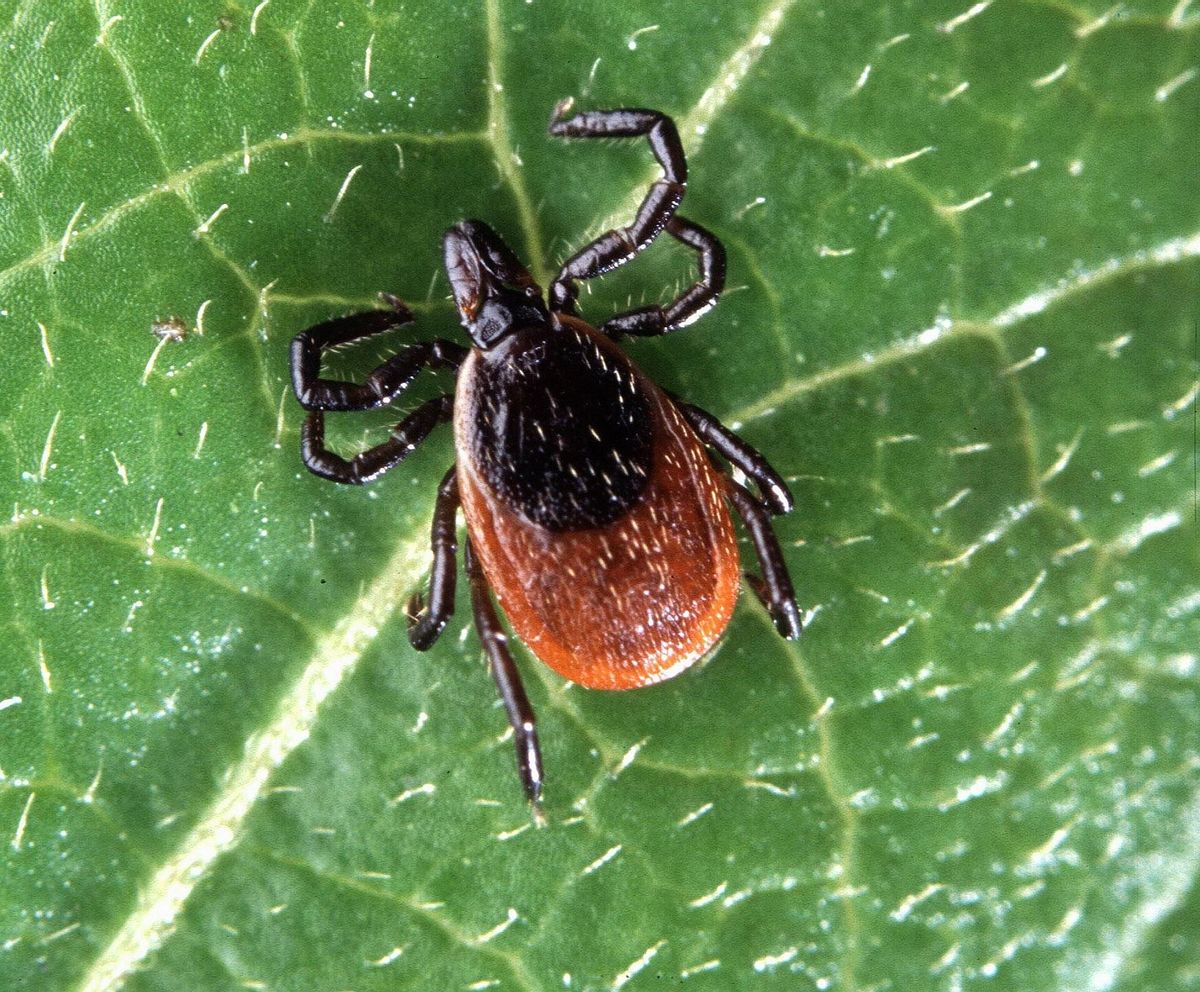 Close-up photo of deer tick (blacklegged tick) used for garden pest identification