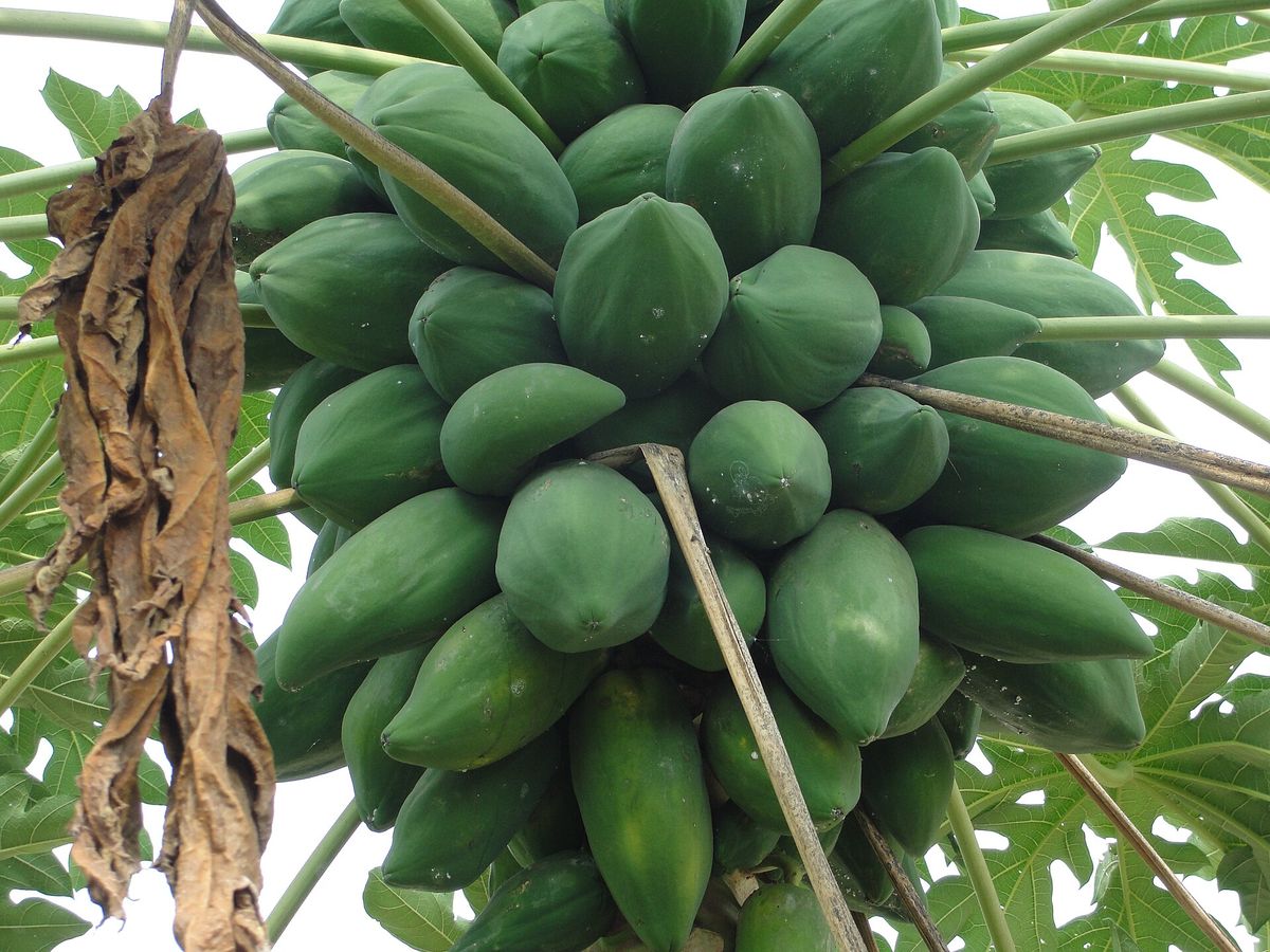 Papaya growing. Photo for the papaya growing guide