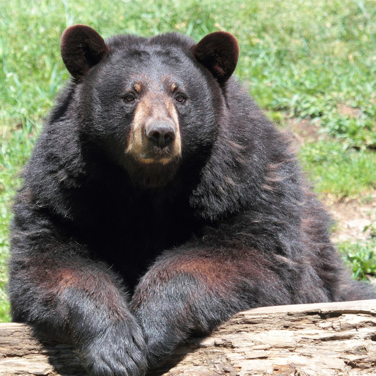 Close-up photo of black bear used for garden pest identification
