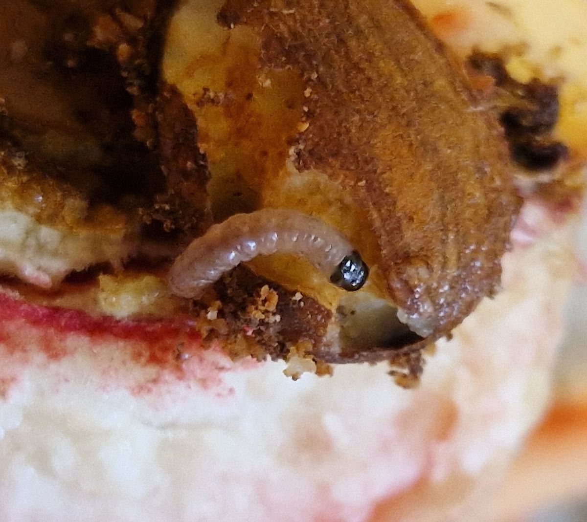 Close-up photo of oriental fruit moth used for garden pest identification