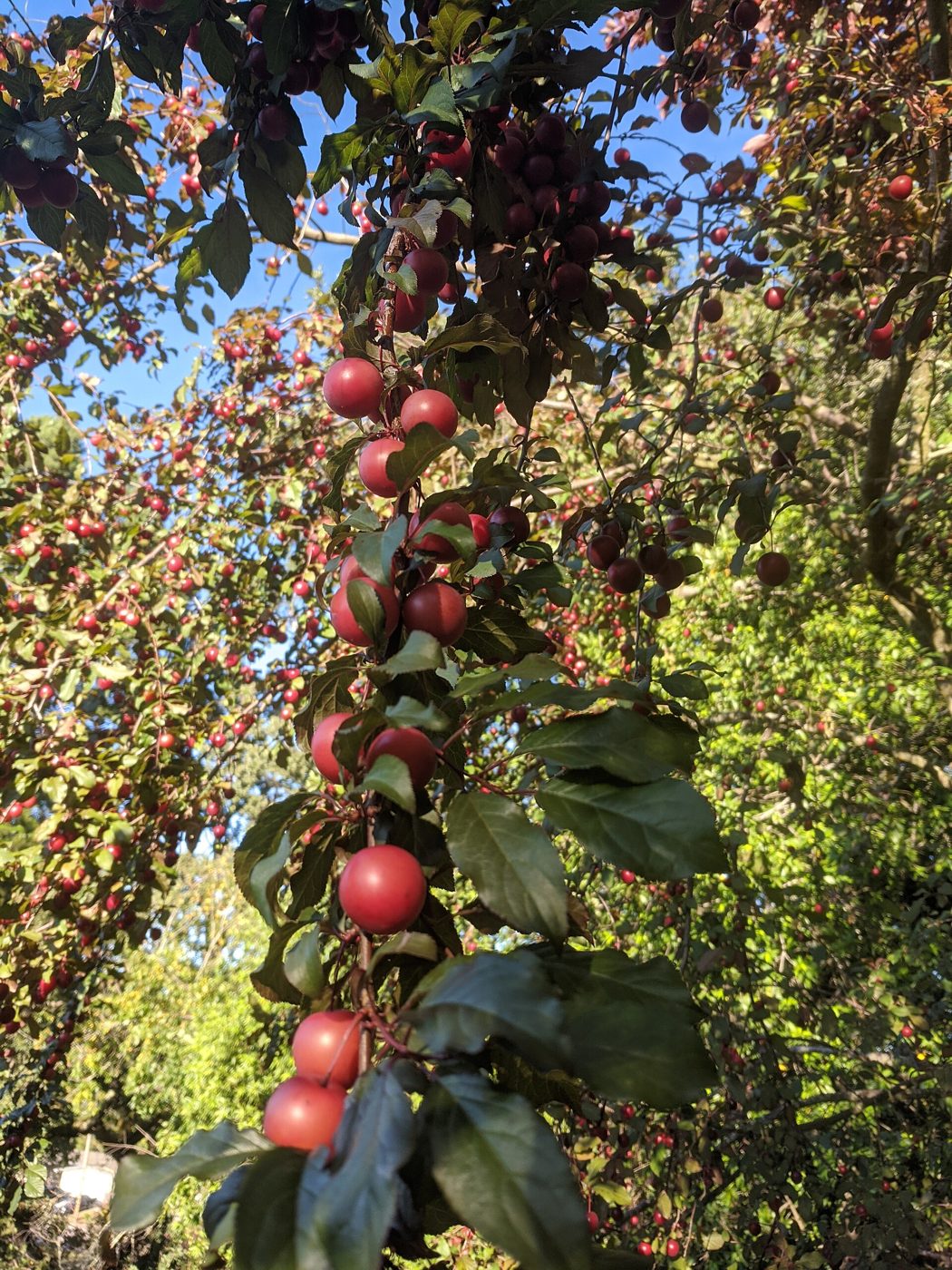 Plum plant: Rosaceae crop profile photo