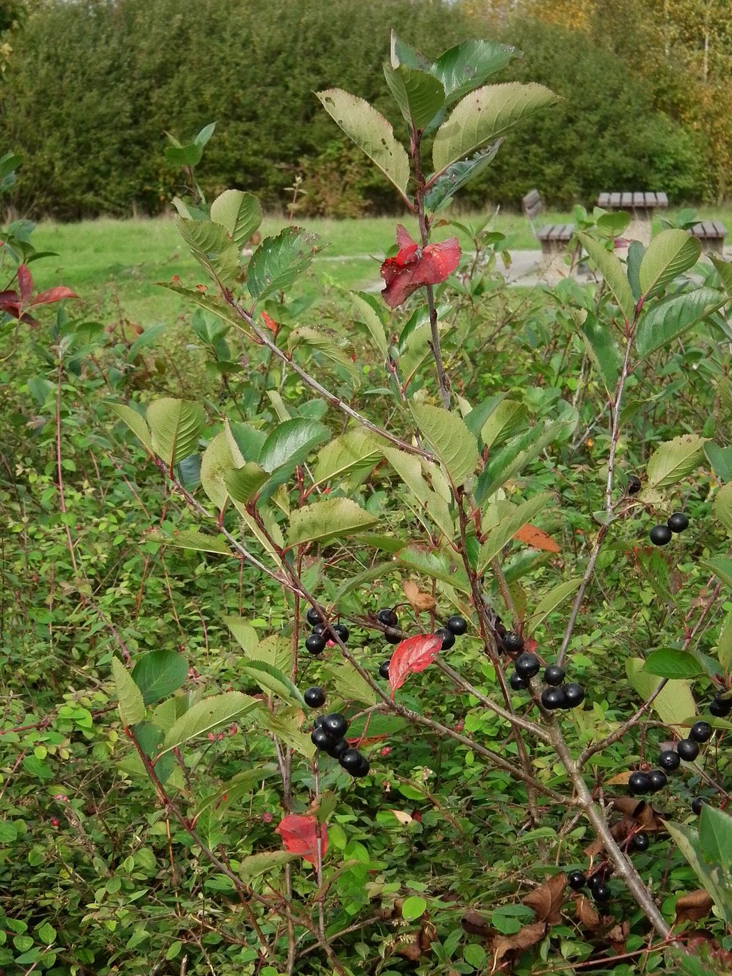 Aronia (Black Chokeberry) plant: Rosaceae crop profile photo