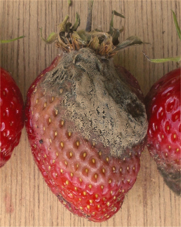 Gray mold (Botrytis blight) symptoms