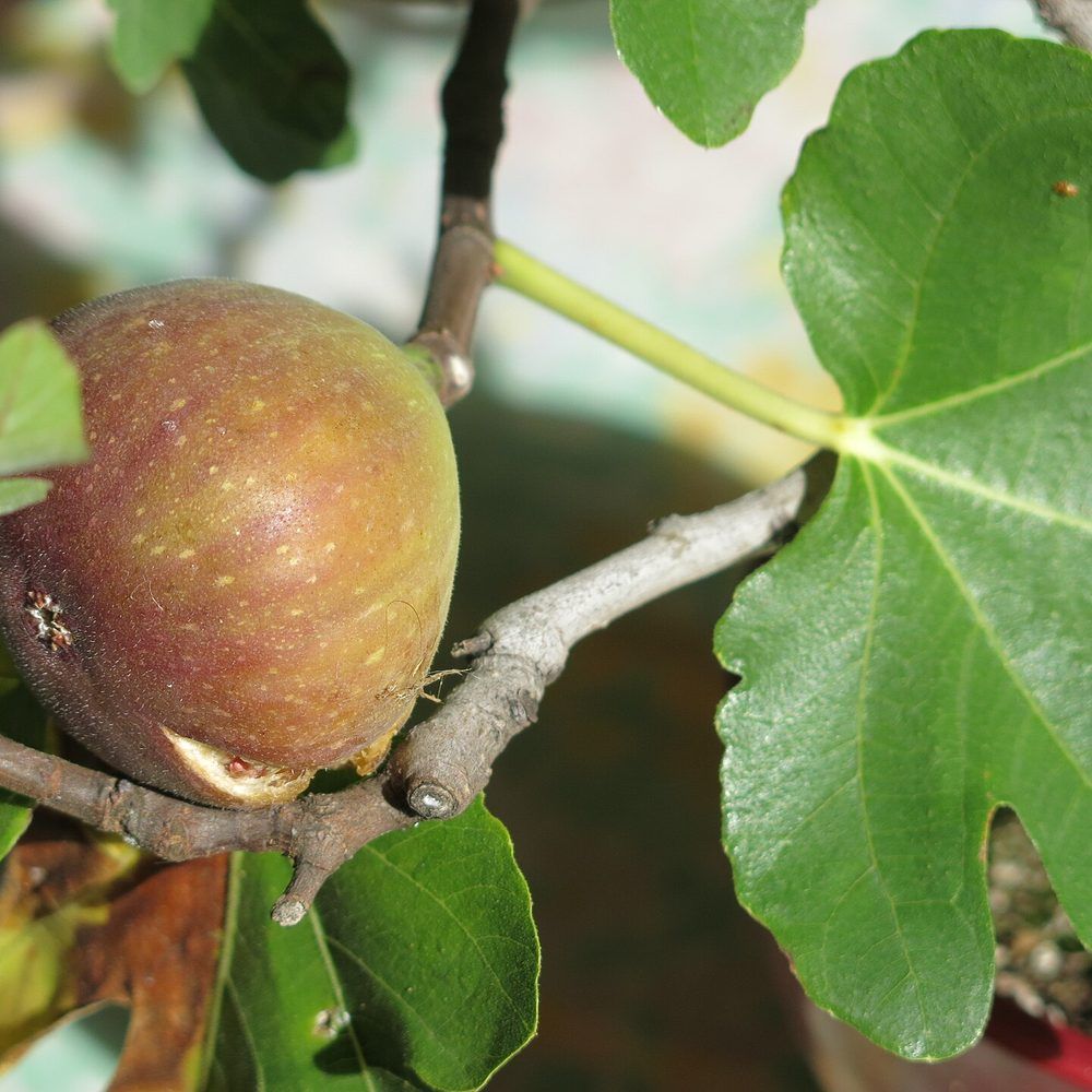 Fig growing. Photo for the fig growing guide