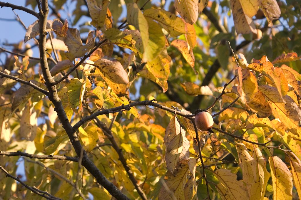 American Persimmon plant: Ebenaceae crop profile photo