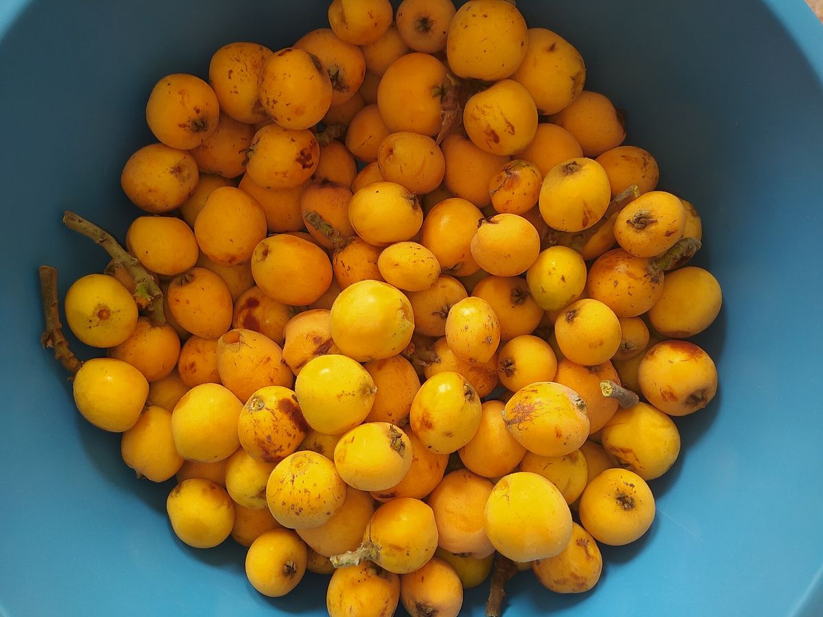 Loquat growing. Photo for the loquat growing guide