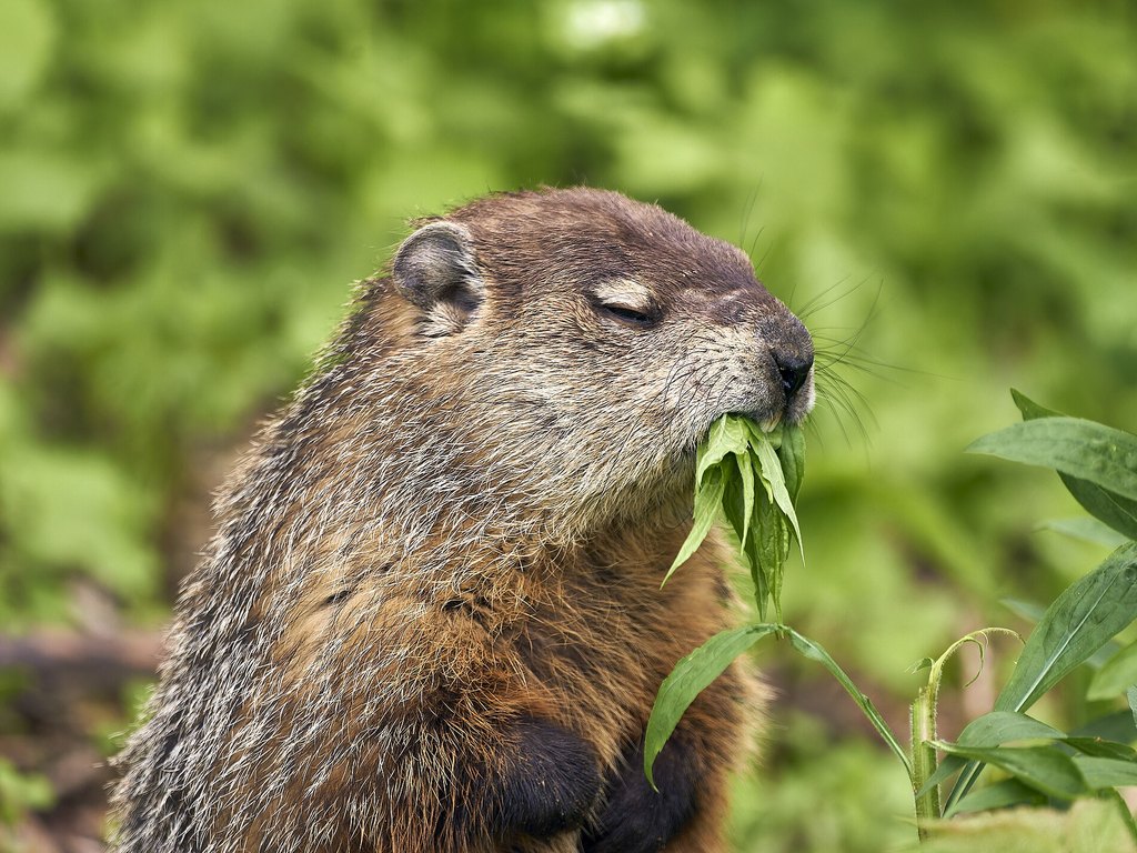 Photograph of groundhog (woodchuck): garden pest identification