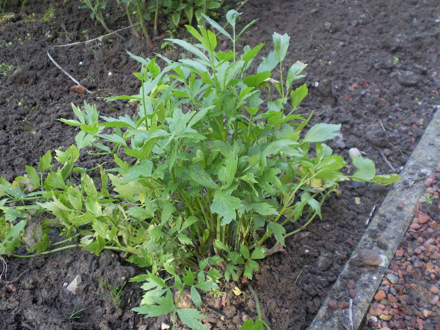 Lovage plant: Apiaceae crop profile photo