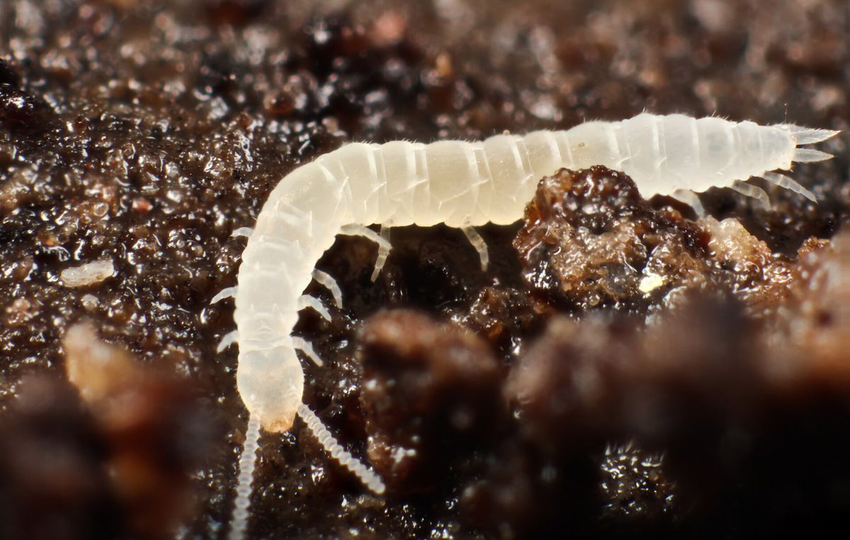 Photograph of garden symphylan: garden pest identification