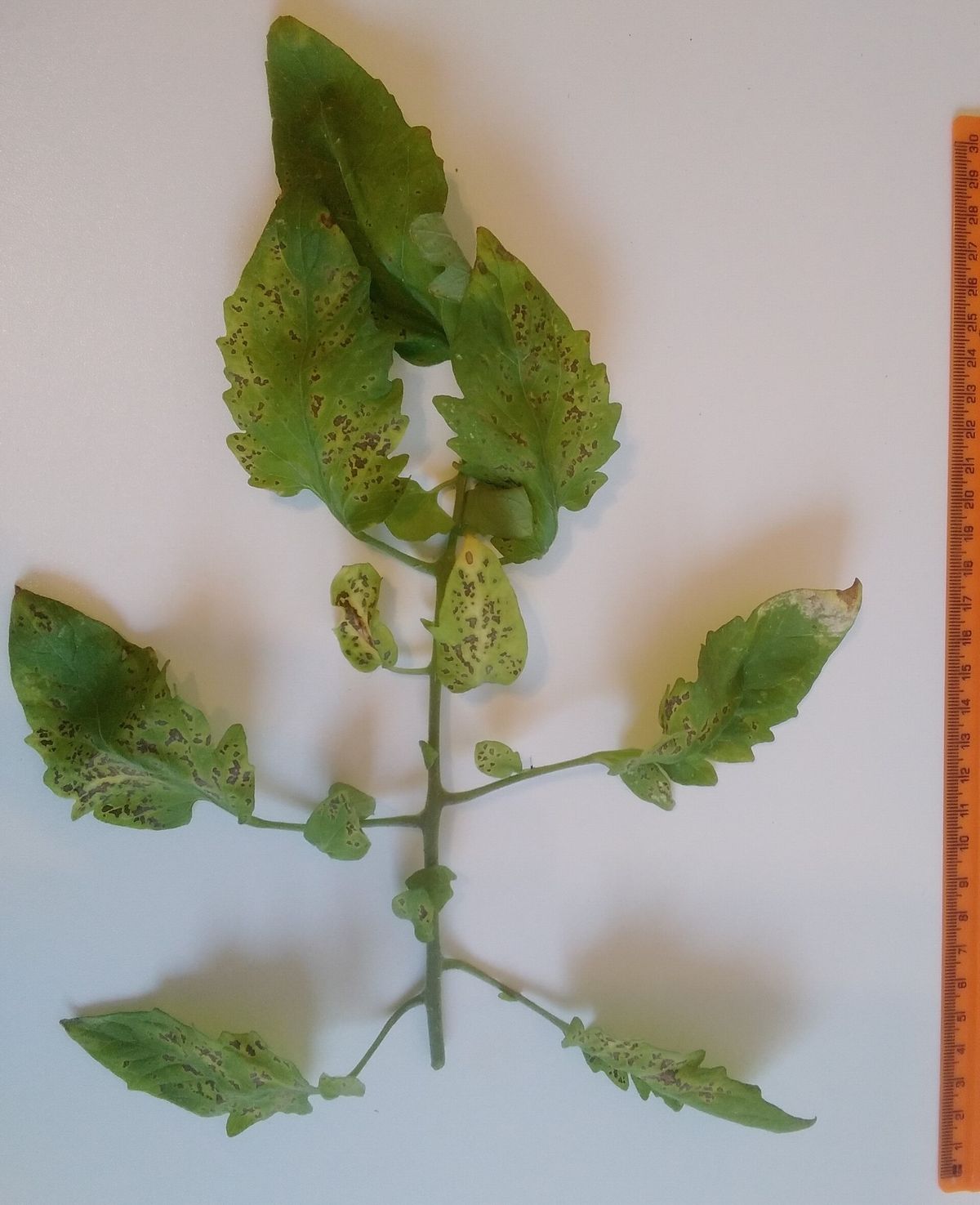Photograph of septoria leaf spot symptoms used for plant disease identification