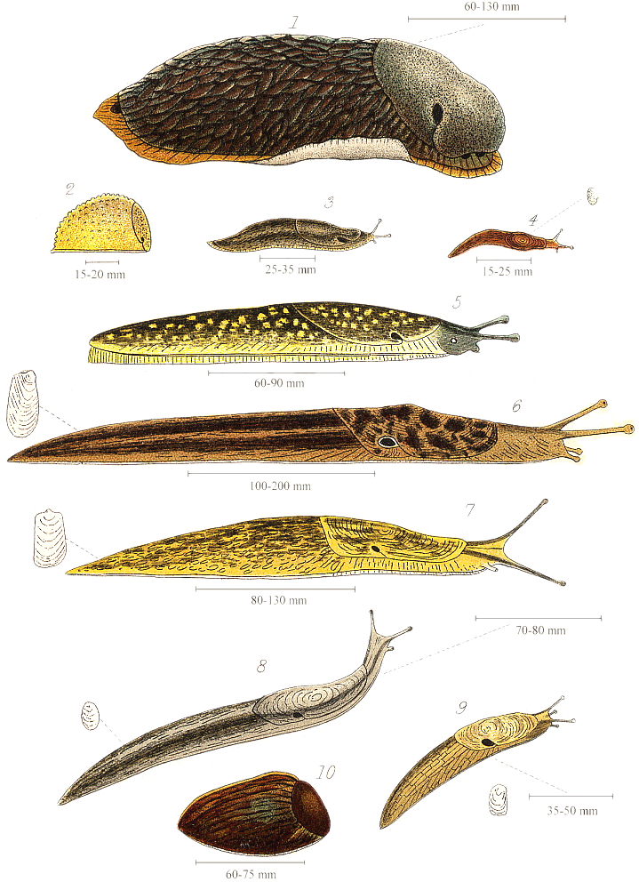 Photograph of slugs & snails — garden pest identification