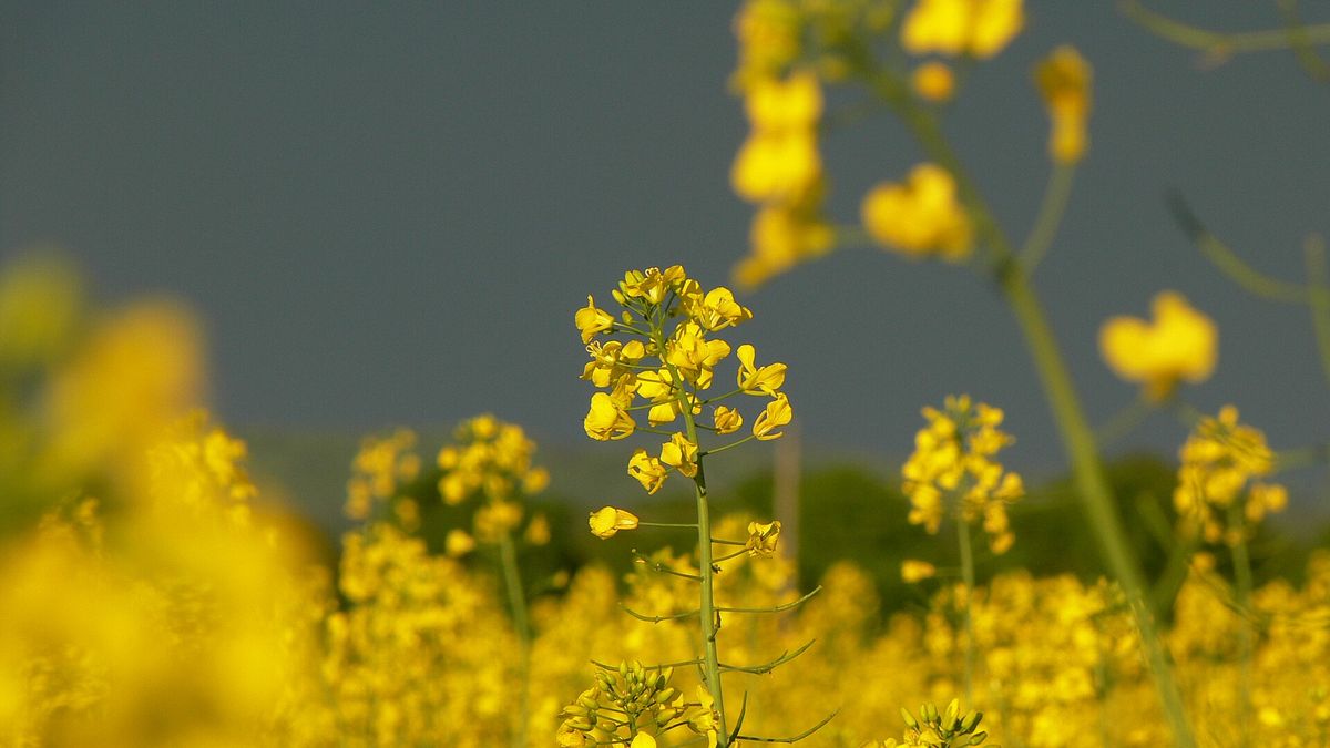 Mustard Greens plant: Brassicaceae crop profile photo