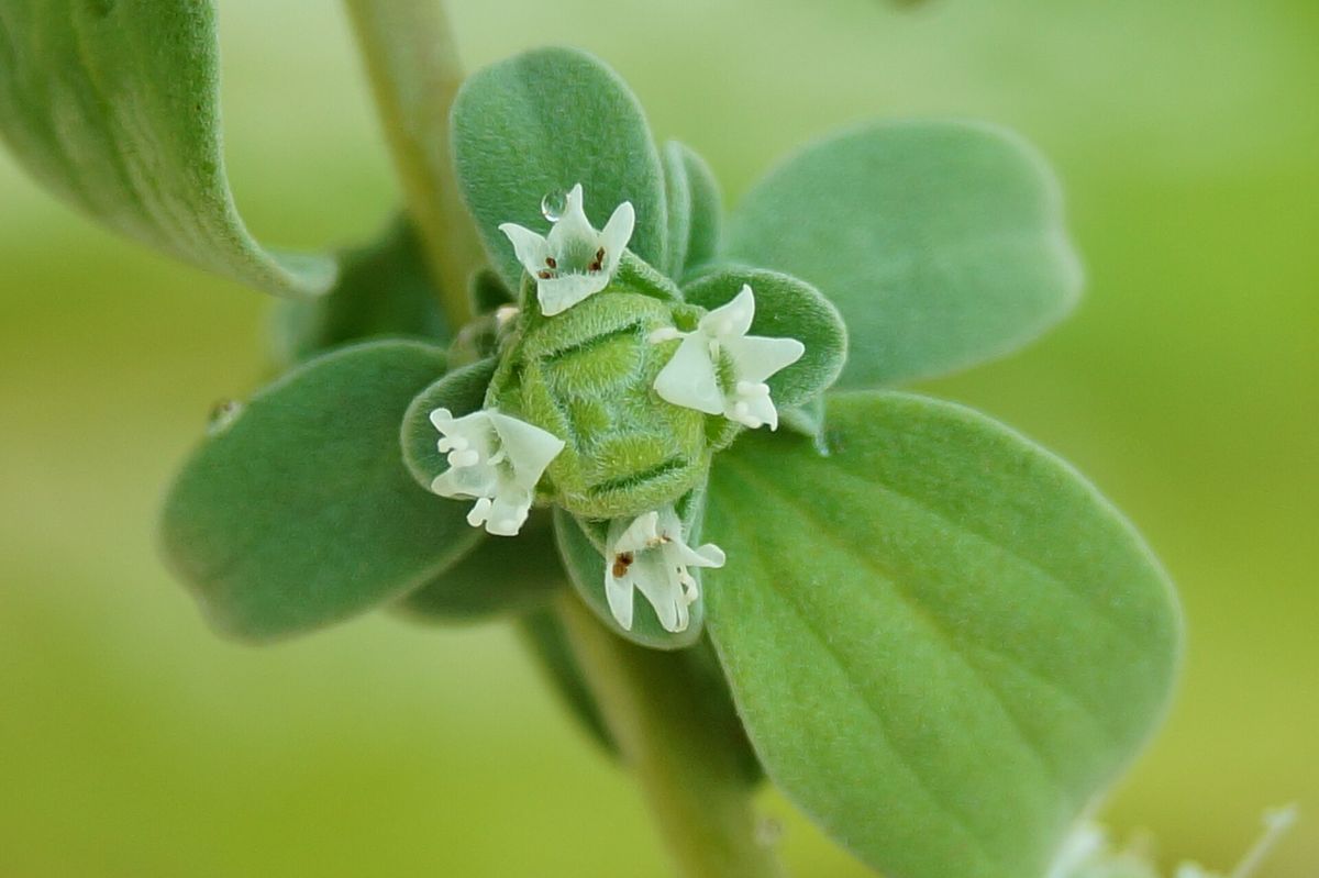 Marjoram growing. Photo for the marjoram growing guide