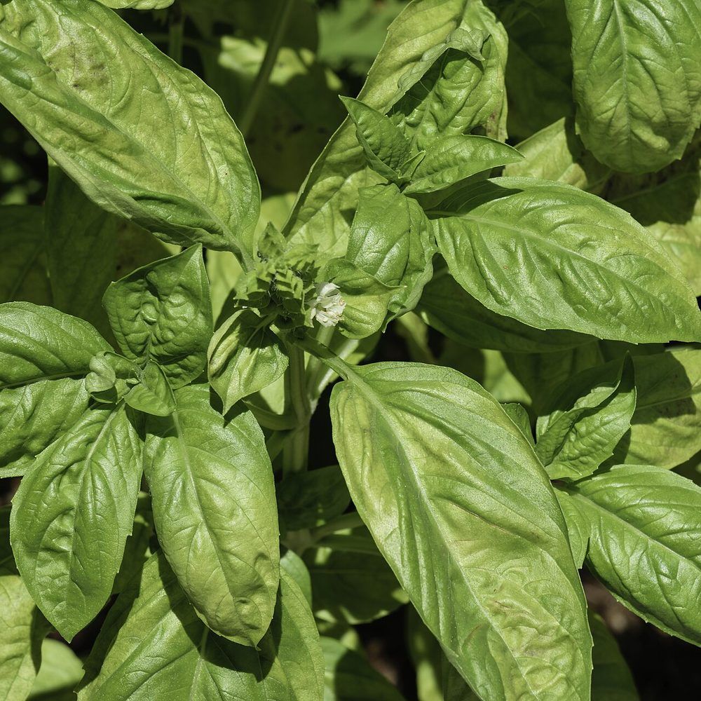 Basil plant: Lamiaceae crop profile photo