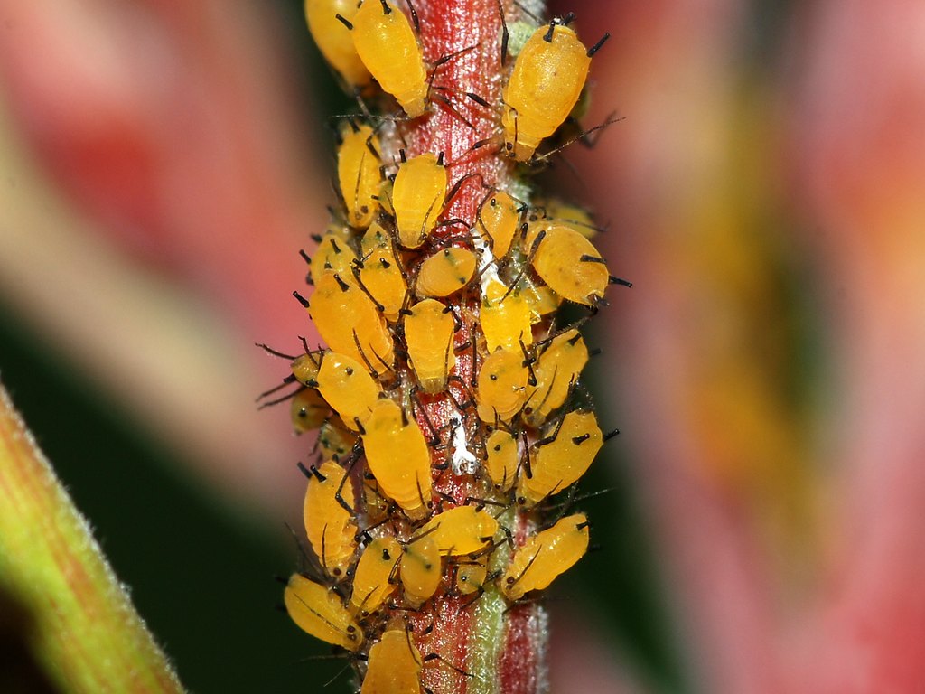 Close-up photo of aphid used for garden pest identification