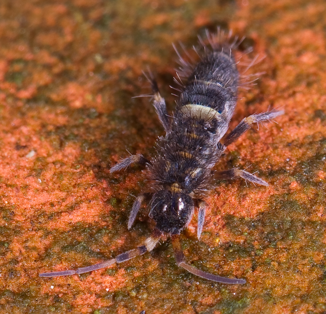 Close-up photo of springtails used for garden pest identification