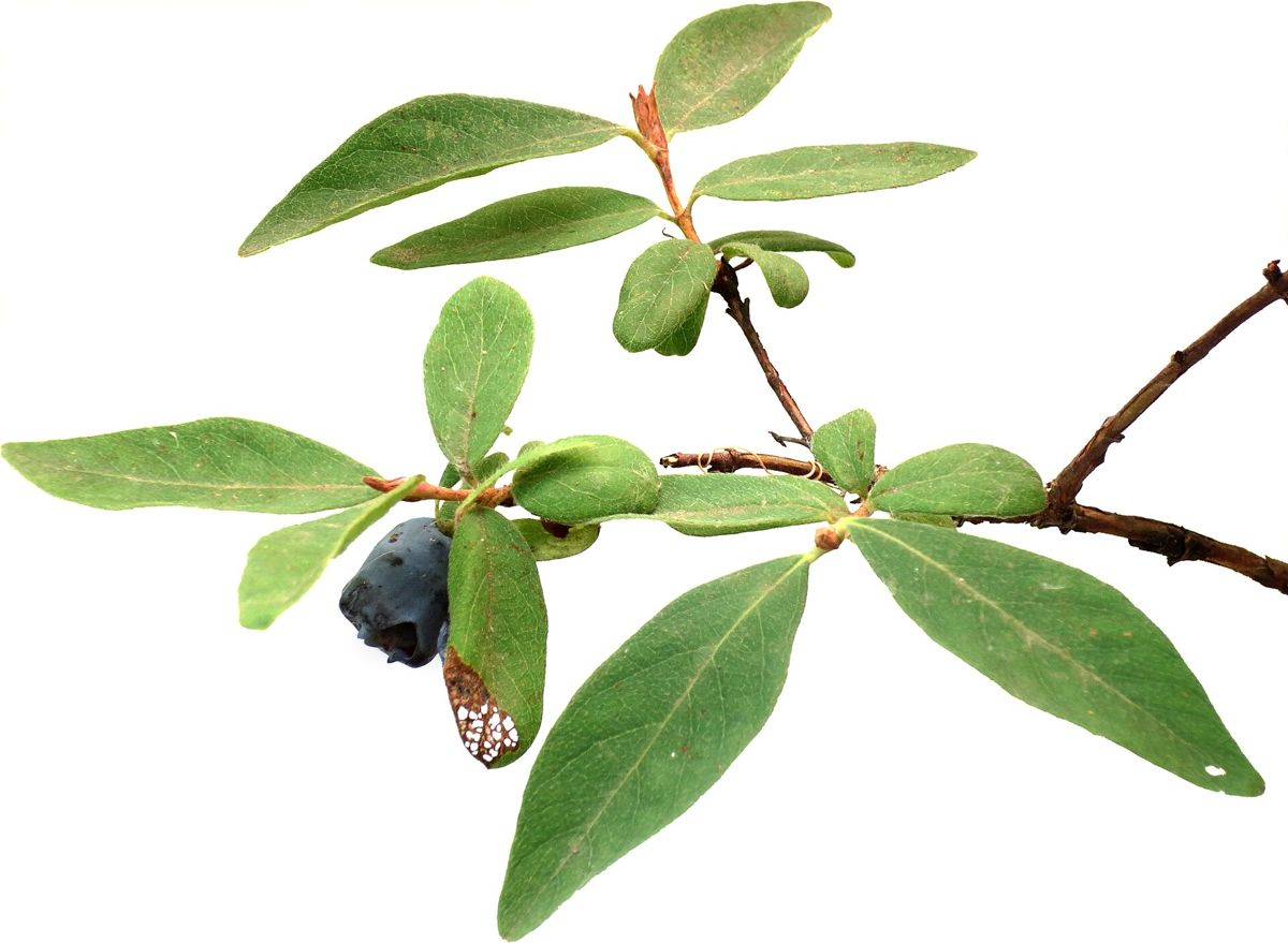 Honeyberry (Haskap) growing. Photo for the honeyberry (haskap) growing guide