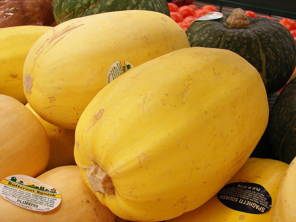 Spaghetti Squash growing. Photo for the spaghetti squash growing guide