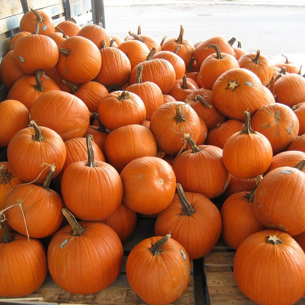 Pumpkin plant: Cucurbitaceae crop profile photo