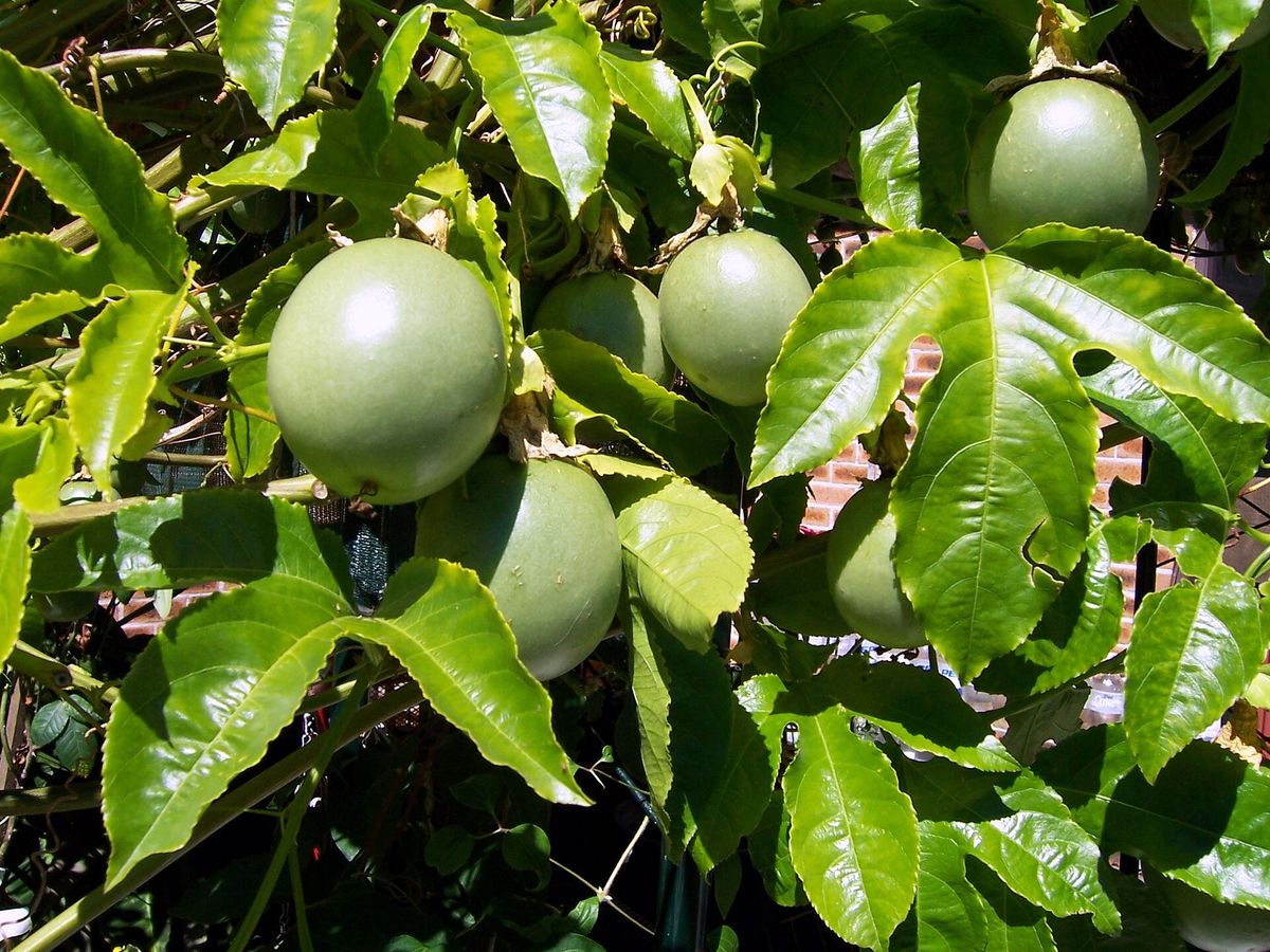 Passionfruit growing. Photo for the passionfruit growing guide