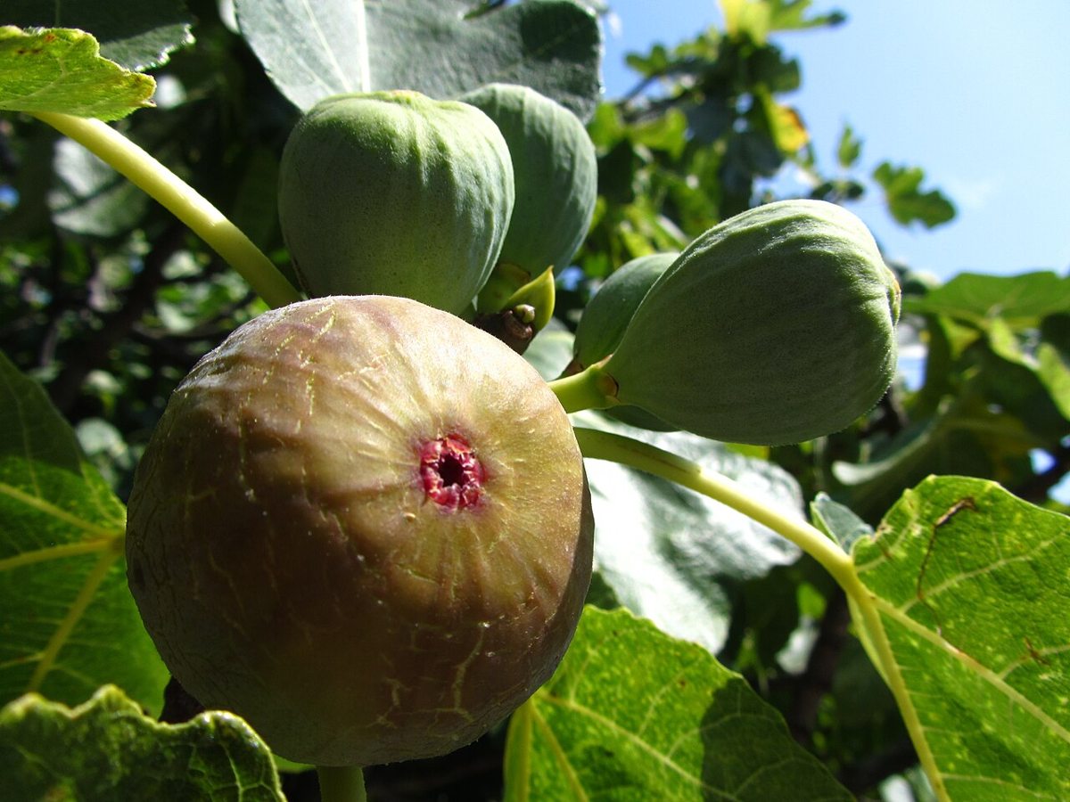 Fig growing. Photo for the fig growing guide