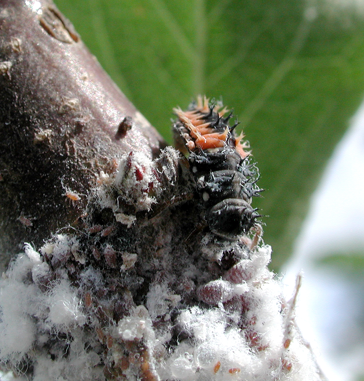 Close-up photo of woolly apple aphid used for garden pest identification