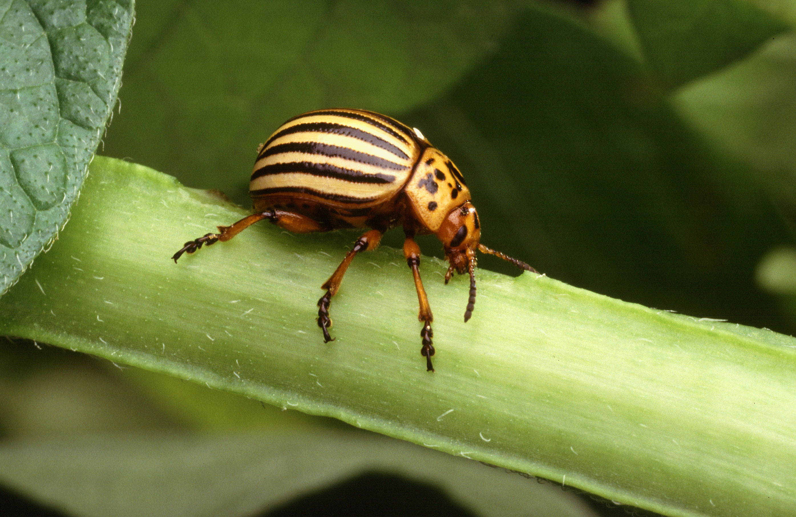 Photograph of colorado potato beetle — garden pest identification