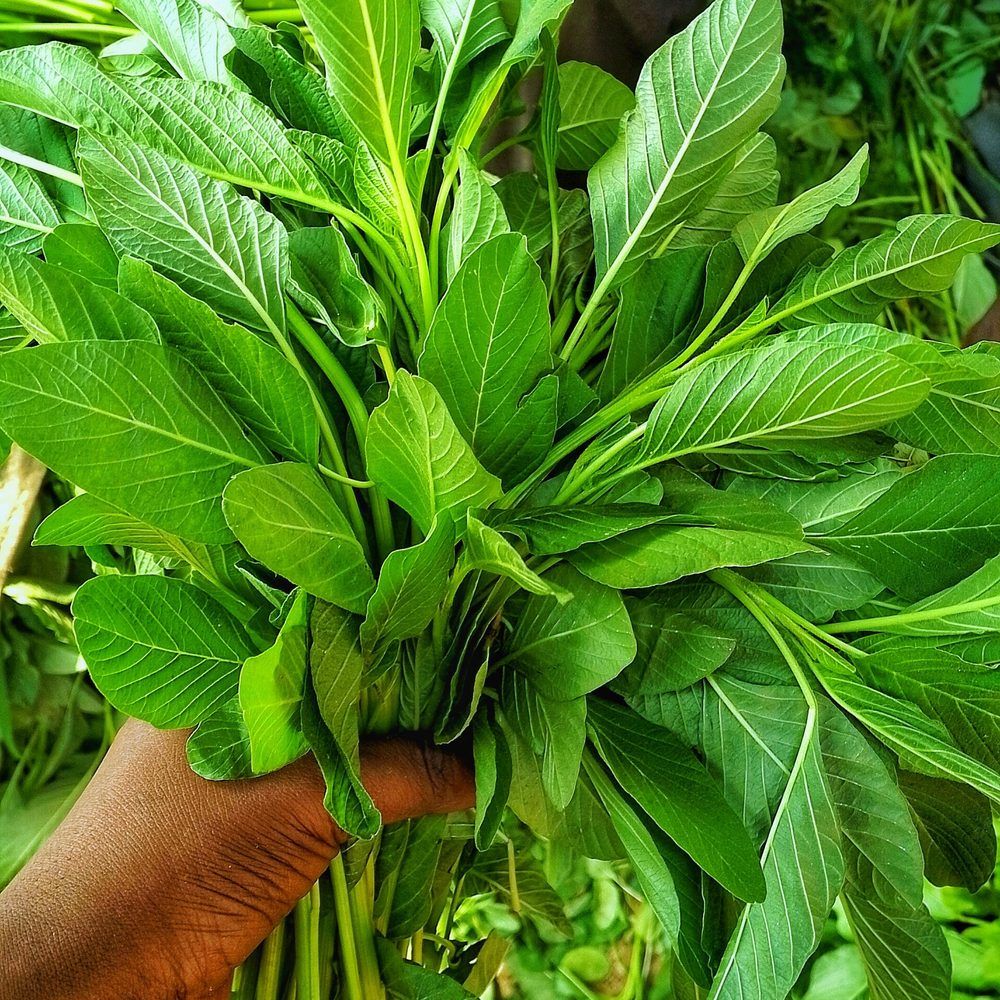Spinach plant: Amaranthaceae crop profile photo