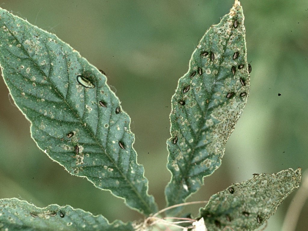 Close-up photo of flea beetle used for garden pest identification
