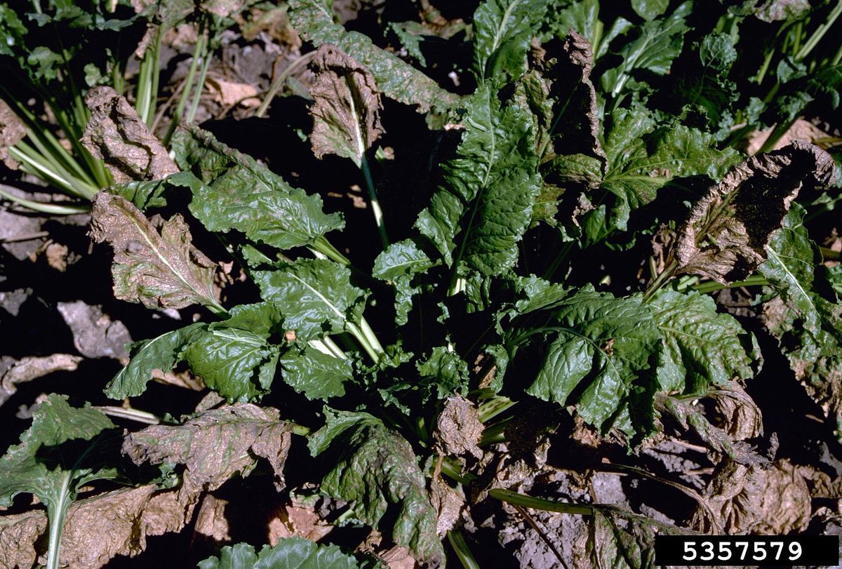 Photograph of cercospora leaf spot symptoms used for plant disease identification