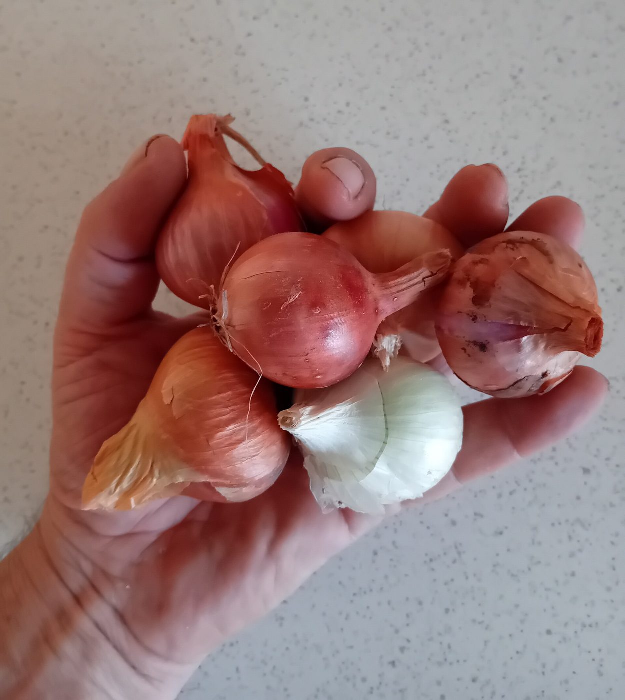 Shallot plant: Amaryllidaceae crop profile photo