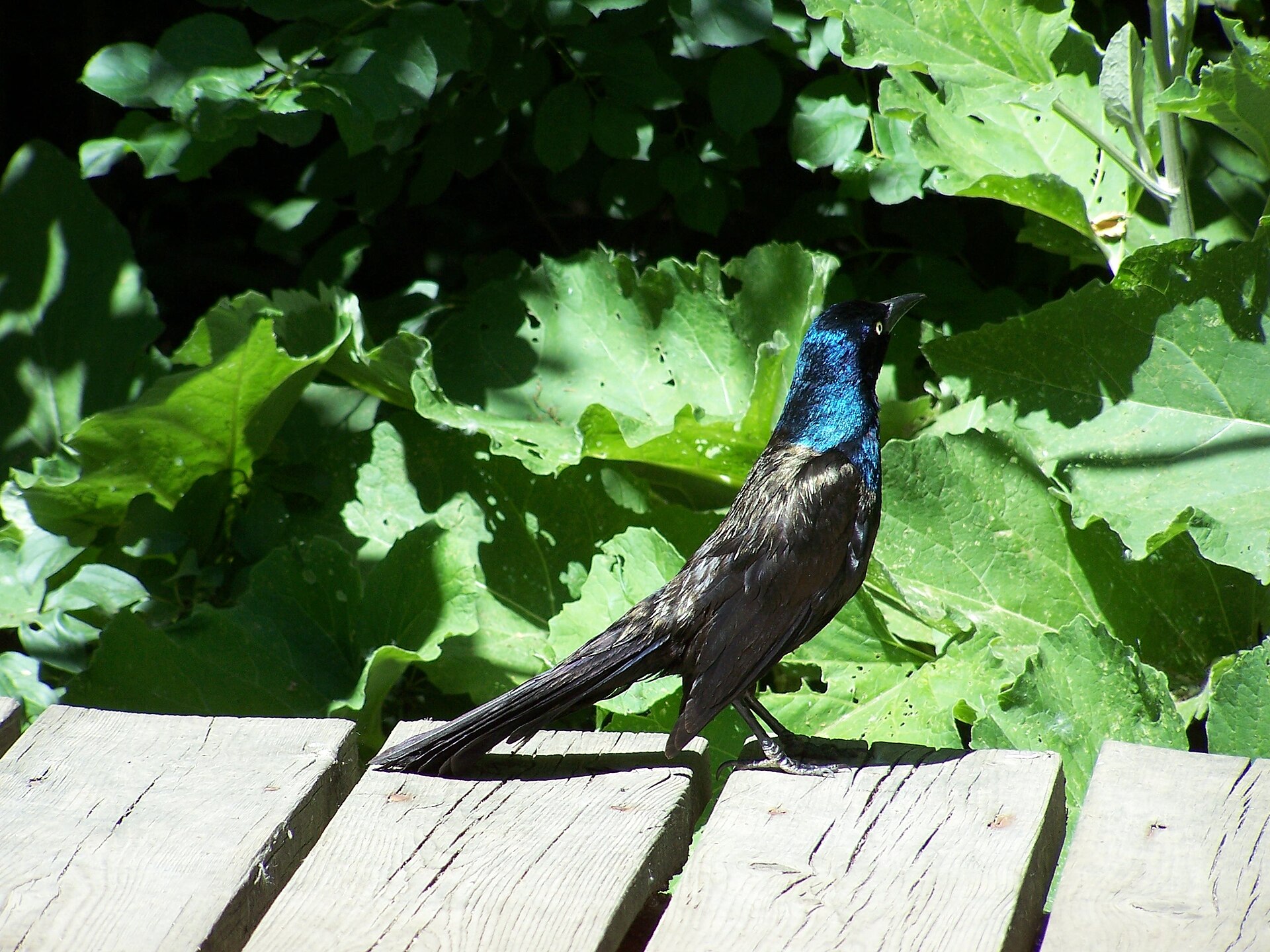 Close-up photo of common grackle used for garden pest identification