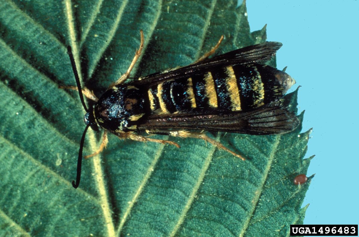 Close-up photo of raspberry crown borer used for garden pest identification