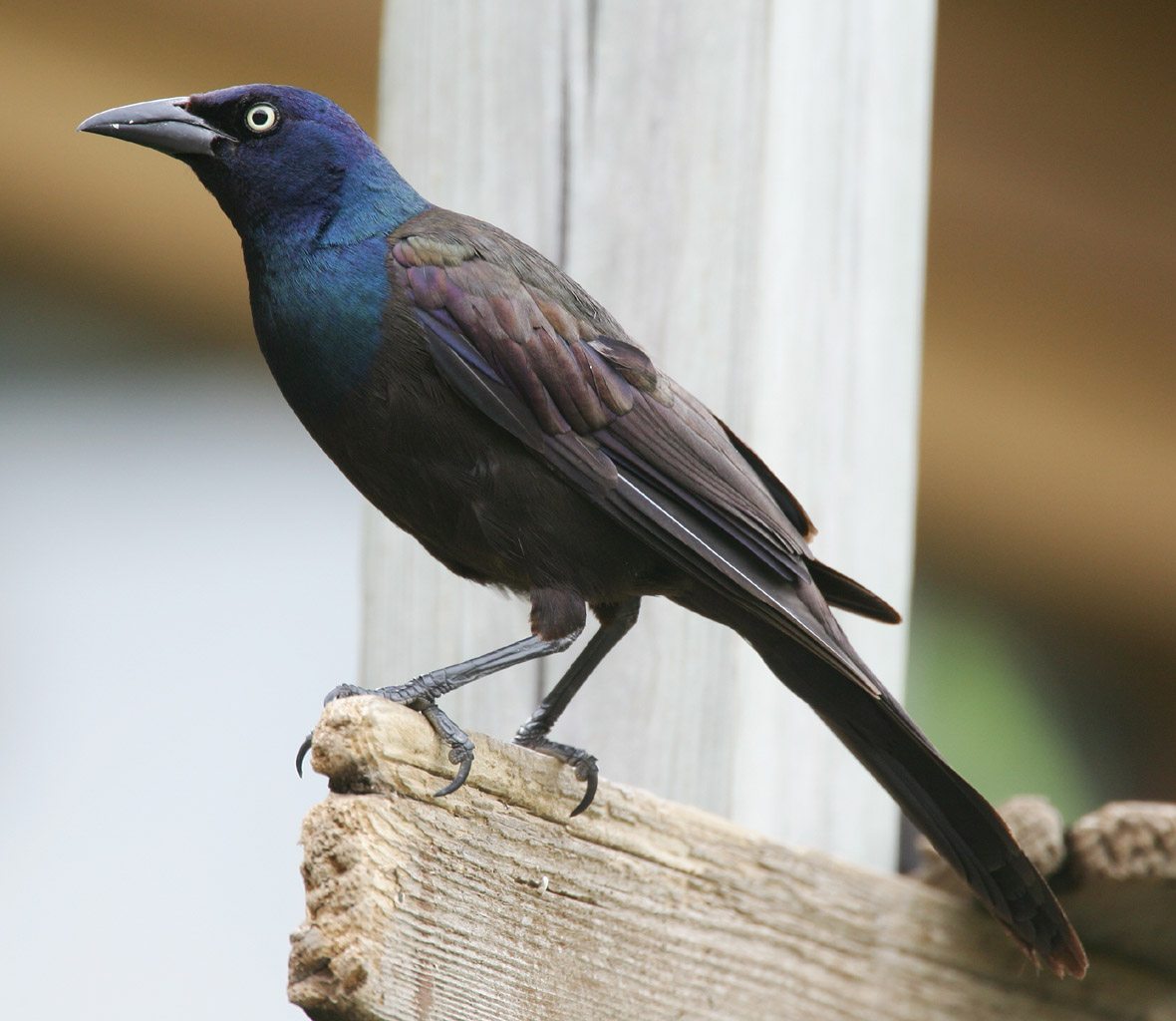 Photo showing common grackle or its identifying damage