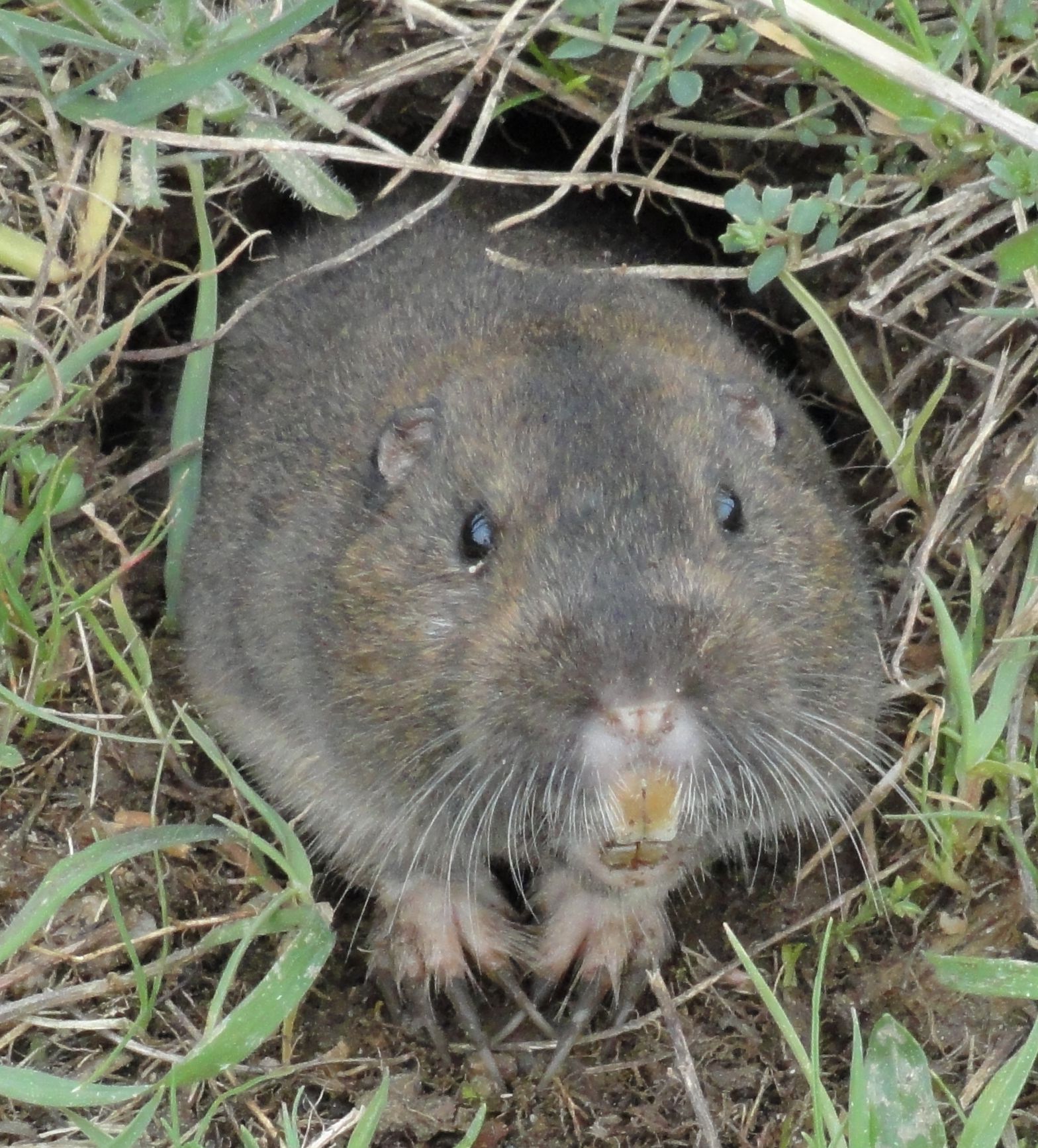 Photograph of pocket gopher — garden pest identification