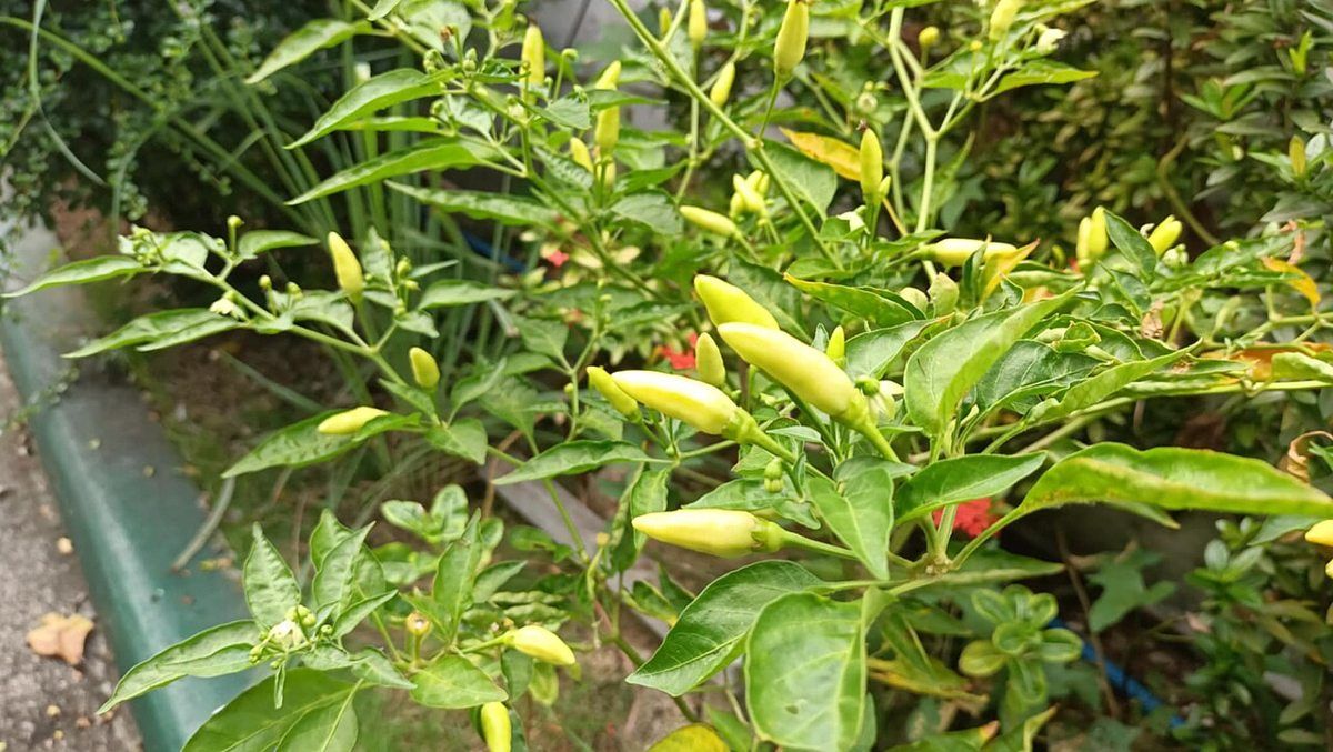 Cayenne Pepper growing. Photo for the cayenne pepper growing guide
