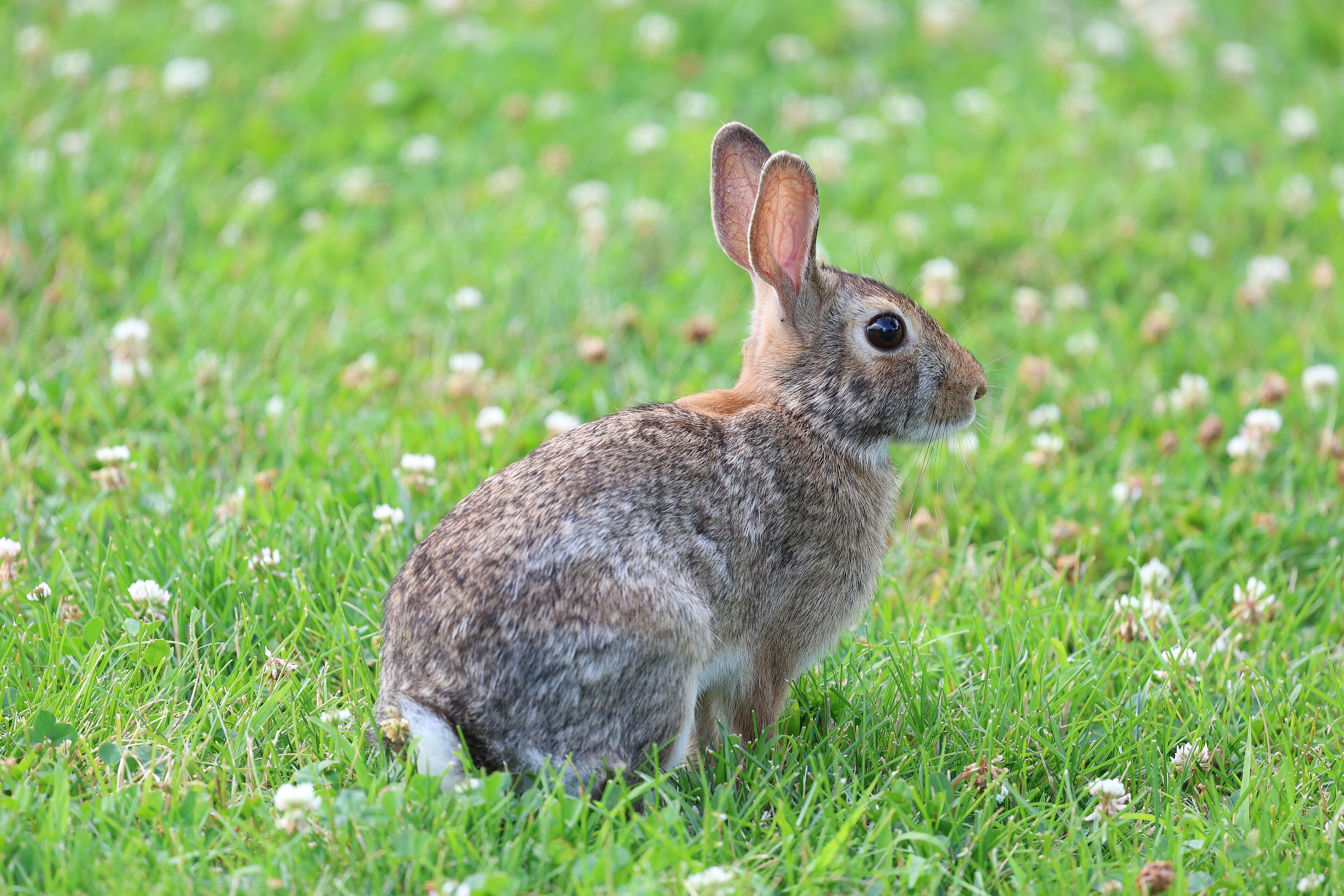Photograph of cottontail rabbit — garden pest identification
